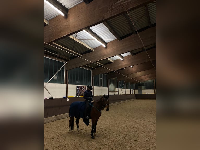 Österreichisches Warmblut Stute 21 Jahre 162 cm Brauner in Türkenfeld Österreichisches Warmblut Stute 21 Jahre 162 cm Brauner in Türkenfeld