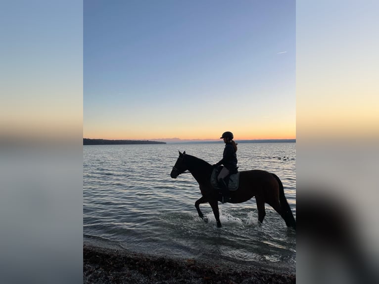 Österreichisches Warmblut Stute 21 Jahre 162 cm Brauner in Türkenfeld Österreichisches Warmblut Stute 21 Jahre 162 cm Brauner in Türkenfeld