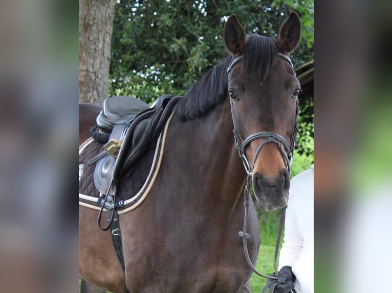 Österreichisches Warmblut Stute 21 Jahre 165 cm Dunkelbrauner in Gaildorf