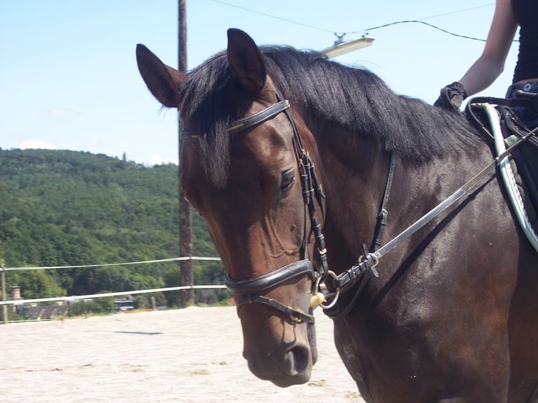 Österreichisches Warmblut Stute 22 Jahre 161 cm Dunkelbrauner in Gschwendt