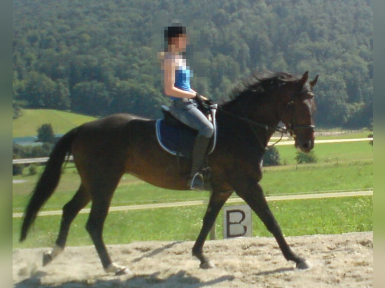 Österreichisches Warmblut Stute 22 Jahre 161 cm Dunkelbrauner in Gschwendt