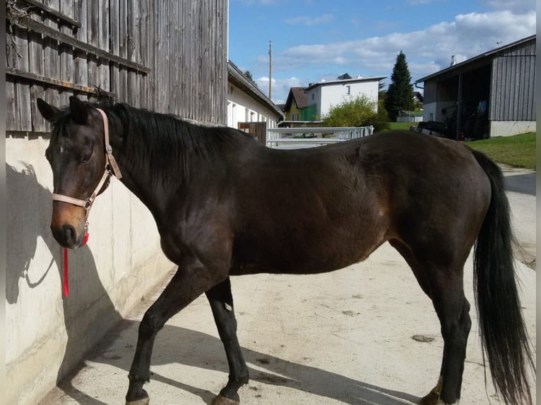 Österreichisches Warmblut Stute 22 Jahre 161 cm Dunkelbrauner in Gschwendt