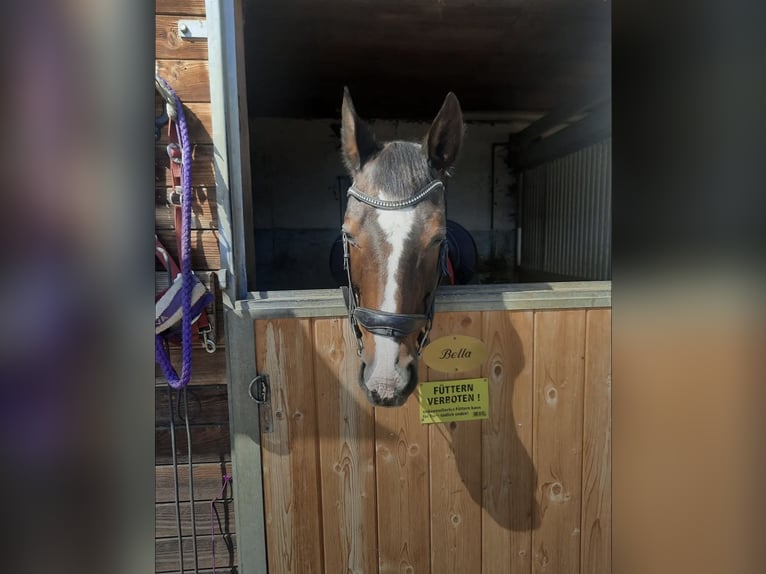 Österreichisches Warmblut Stute 22 Jahre 165 cm Brauner in Velden