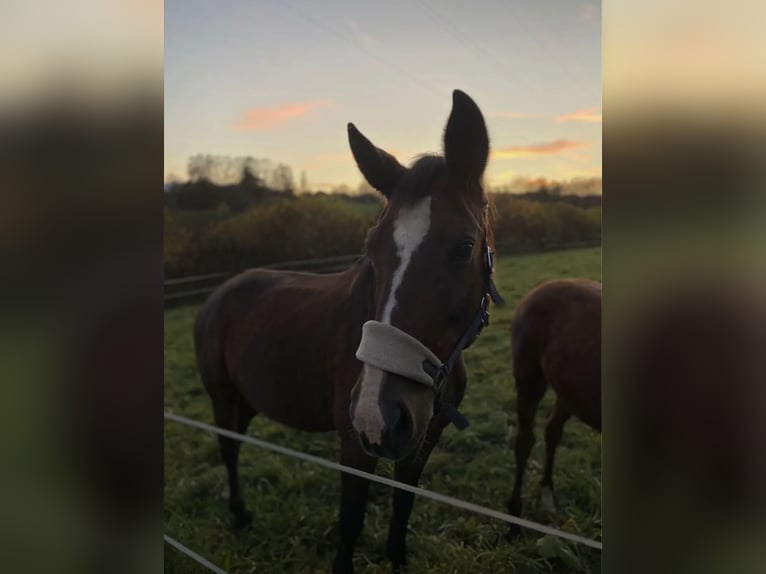 Österreichisches Warmblut Stute 22 Jahre 165 cm Brauner in Velden