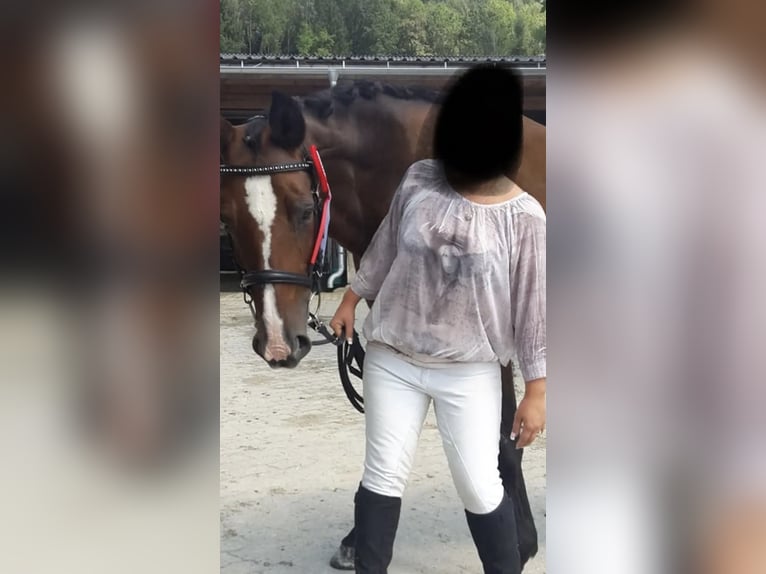 Österreichisches Warmblut Stute 22 Jahre 165 cm Brauner in Velden