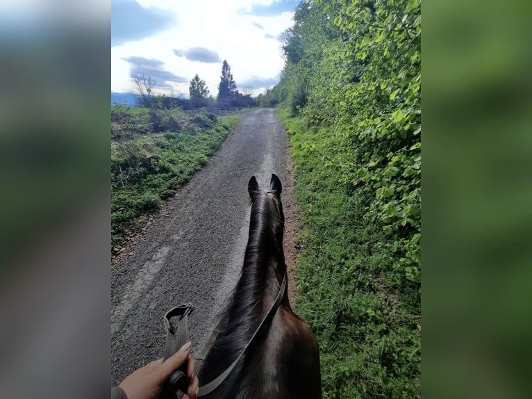 Österreichisches Warmblut Stute 22 Jahre 165 cm Brauner in Velden