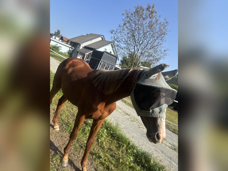 Österreichisches Warmblut Stute 2 Jahre 163 cm Fuchs in Steuerberg Feldkirchen