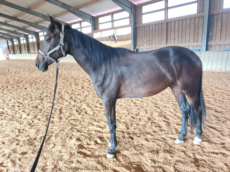 Österreichisches Warmblut Stute 2 Jahre 164 cm Dunkelbrauner in St. Georgen am Steinfelde