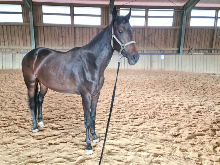 Österreichisches Warmblut Stute 2 Jahre 164 cm Dunkelbrauner in St. Georgen am Steinfelde
