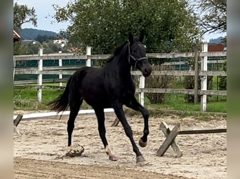 Österreichisches Warmblut Stute 2 Jahre 168 cm Rappe in Polsenz