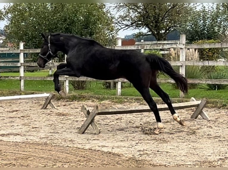 Österreichisches Warmblut Stute 2 Jahre 168 cm Rappe in Polsenz