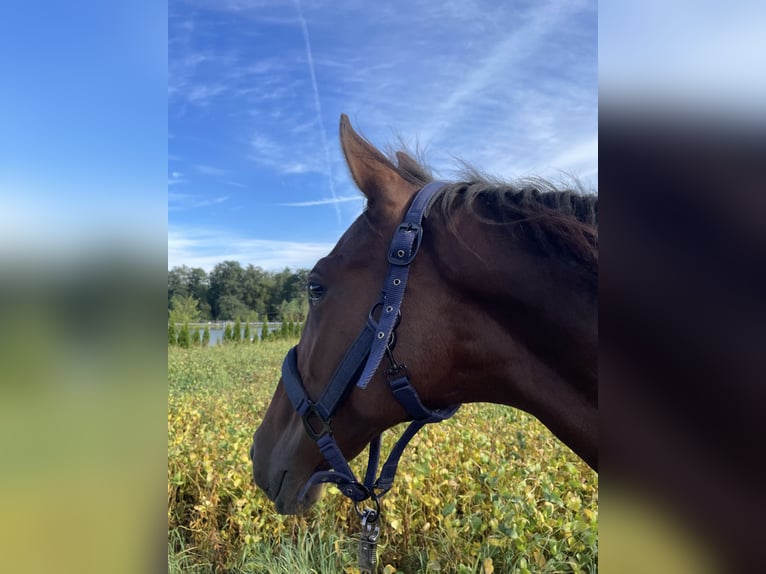Österreichisches Warmblut Stute 2 Jahre 170 cm Brauner in Neuhofen