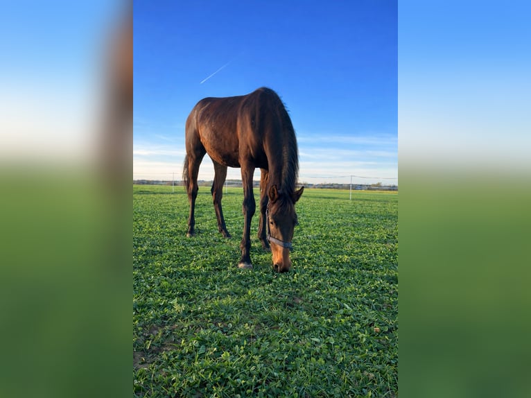 Österreichisches Warmblut Stute 2 Jahre 170 cm Brauner in Neuhofen