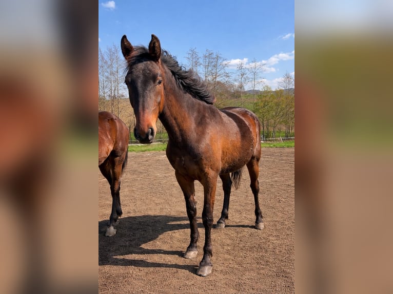 Österreichisches Warmblut Stute 2 Jahre 170 cm Brauner in Neuhofen