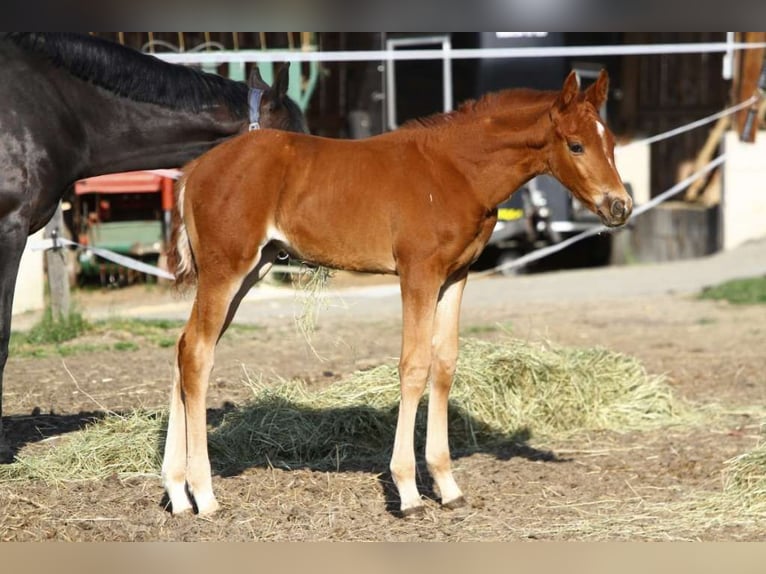 Österreichisches Warmblut Stute 2 Jahre 170 cm Fuchs in St Marein bei Graz