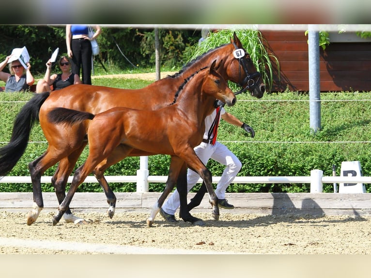 Österreichisches Warmblut Stute 2 Jahre 172 cm Brauner in Breitenbach