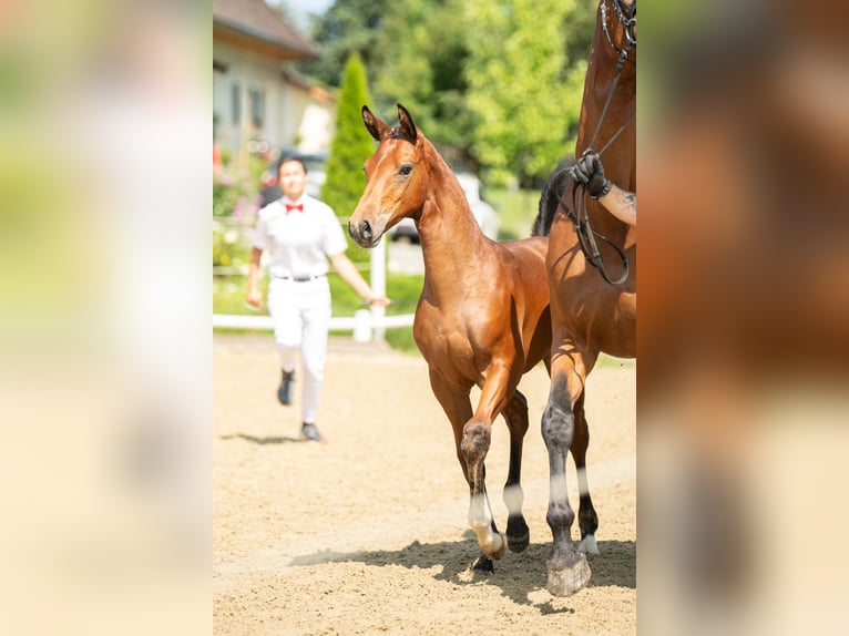 Österreichisches Warmblut Stute 2 Jahre 172 cm Brauner in Breitenbach