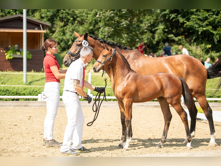 Österreichisches Warmblut Stute 2 Jahre 172 cm Brauner in Breitenbach