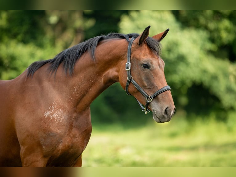 Österreichisches Warmblut Stute 2 Jahre 172 cm Brauner in Breitenbach