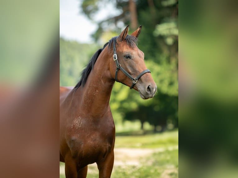 Österreichisches Warmblut Stute 2 Jahre 172 cm Brauner in Breitenbach