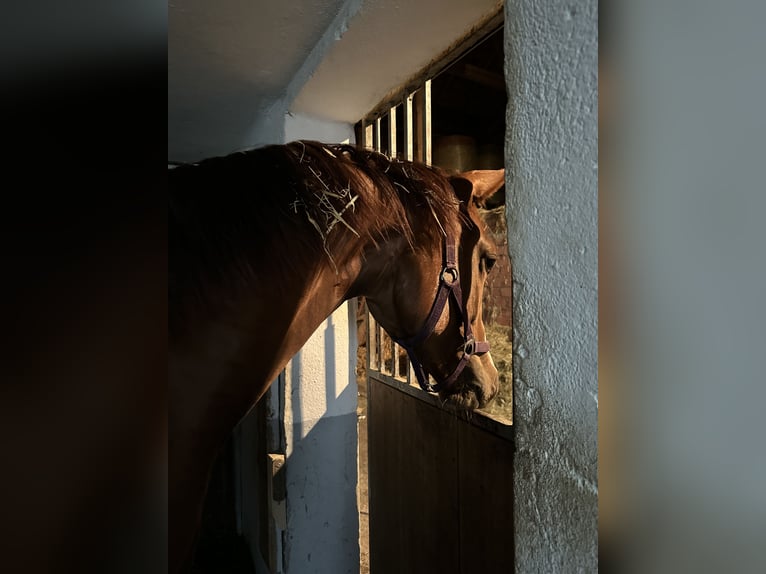 Österreichisches Warmblut Stute 2 Jahre 172 cm Fuchs in Katzenberg