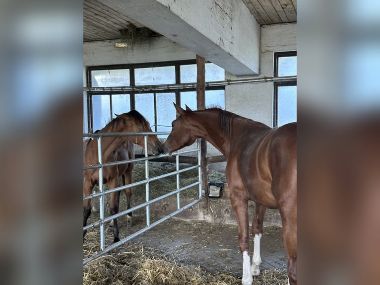 Österreichisches Warmblut Stute 2 Jahre 172 cm Fuchs in Katzenberg