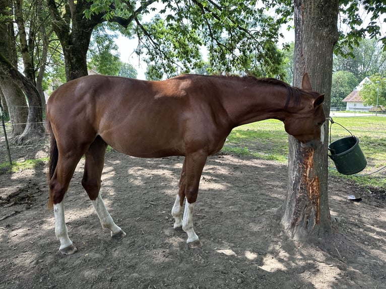 Österreichisches Warmblut Stute 2 Jahre 172 cm Fuchs in Katzenberg