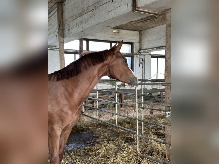 Österreichisches Warmblut Stute 2 Jahre 172 cm Fuchs in Pichl bei Wels