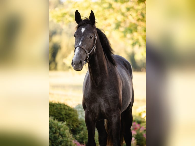 Österreichisches Warmblut Stute 2 Jahre 172 cm Kann Schimmel werden in HennbergTragwein