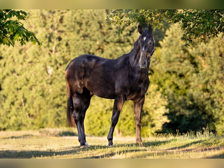 Österreichisches Warmblut Stute 2 Jahre 172 cm Kann Schimmel werden in HennbergTragwein