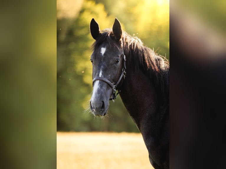 Österreichisches Warmblut Stute 2 Jahre 172 cm Kann Schimmel werden in HennbergTragwein
