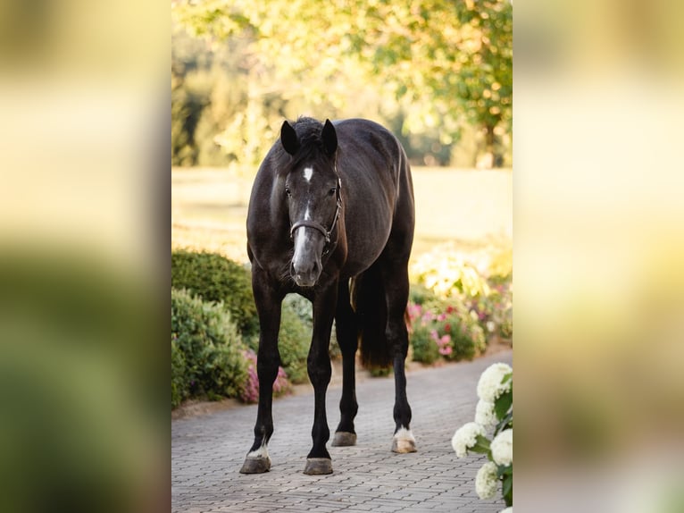 Österreichisches Warmblut Stute 2 Jahre 172 cm Kann Schimmel werden in HennbergTragwein
