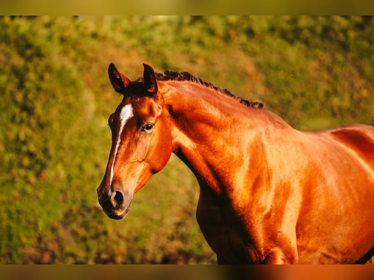 Österreichisches Warmblut Stute 2 Jahre Fuchs in Gampern