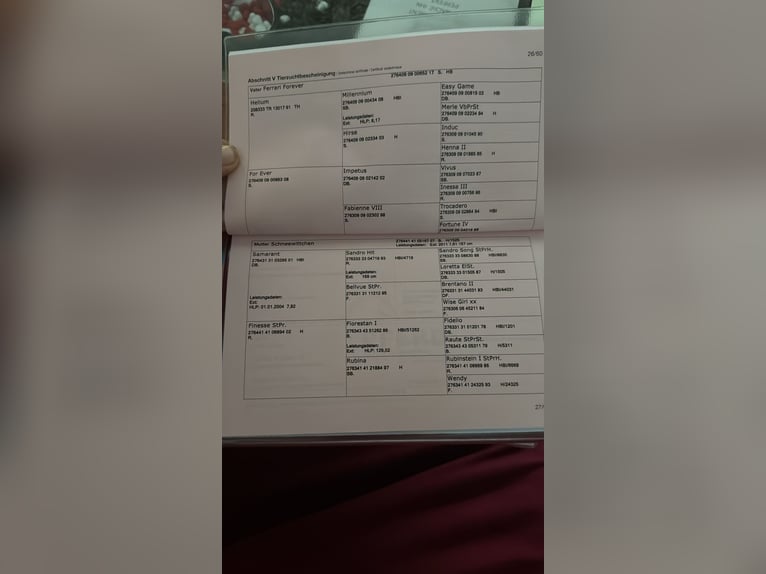 Österreichisches Warmblut Stute 2 Jahre Rappschimmel in Feldbach