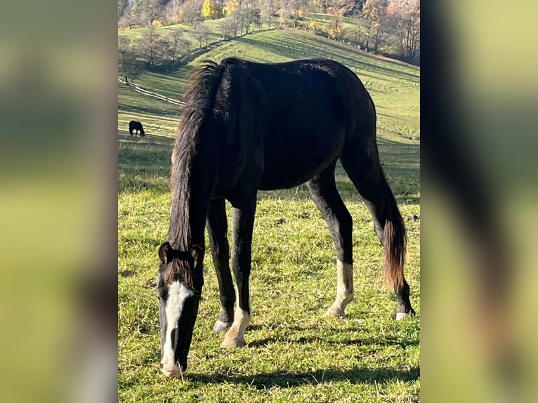 Österreichisches Warmblut Stute 3 Jahre 163 cm Rappe in Heiligenkreuz