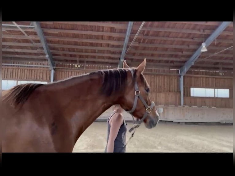 Österreichisches Warmblut Stute 3 Jahre 164 cm Fuchs in Innsbruck