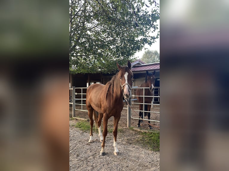 Österreichisches Warmblut Stute 3 Jahre 164 cm Fuchs in Innsbruck