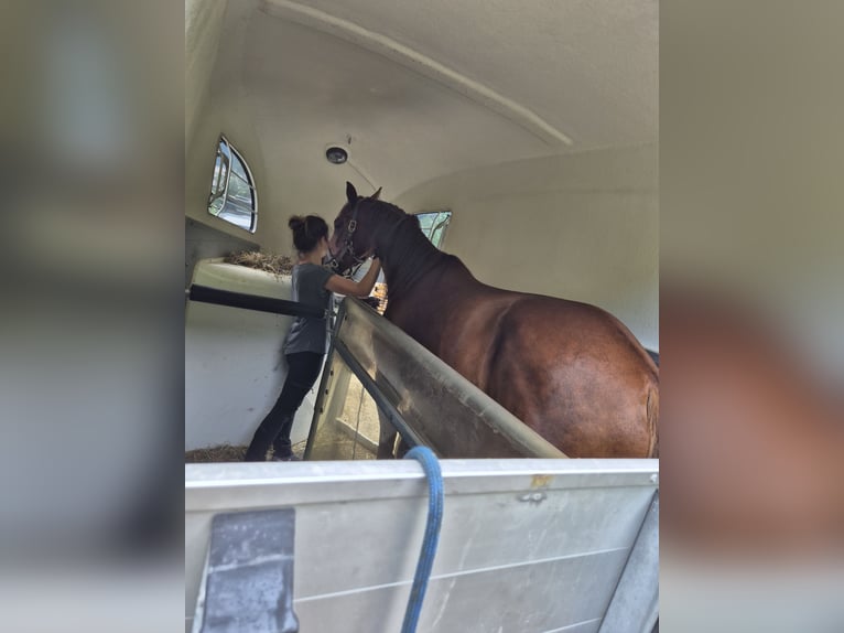 Österreichisches Warmblut Stute 3 Jahre 164 cm Fuchs in Innsbruck