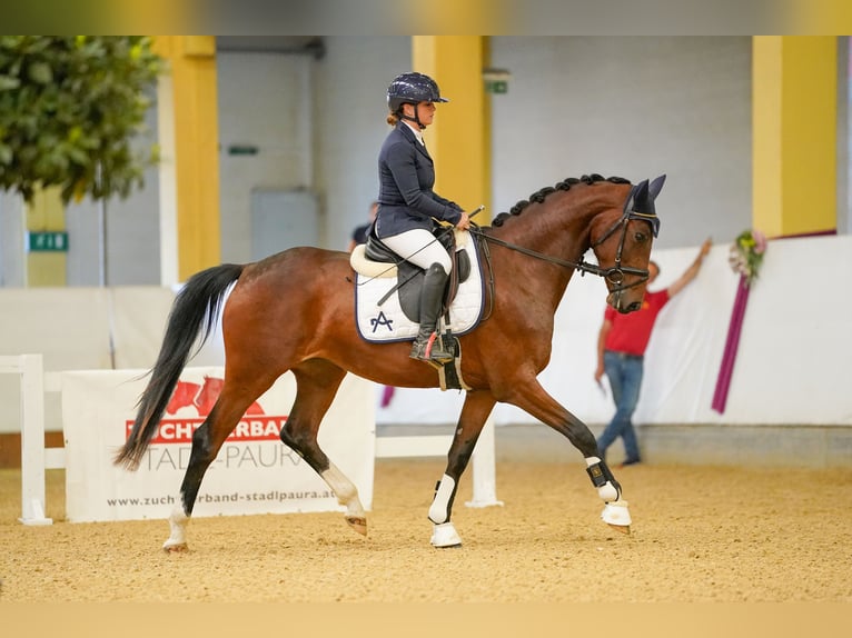 Österreichisches Warmblut Stute 3 Jahre 165 cm Brauner in Stadl-Paura