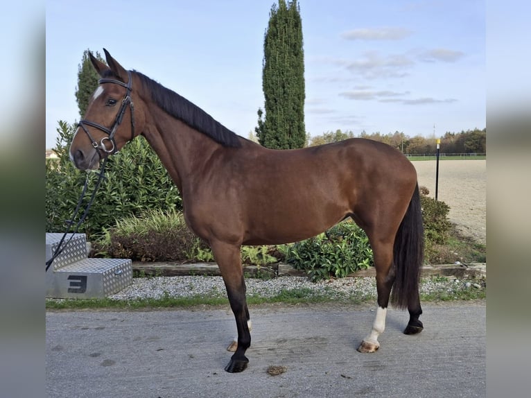 Österreichisches Warmblut Stute 3 Jahre 165 cm Brauner in Bra