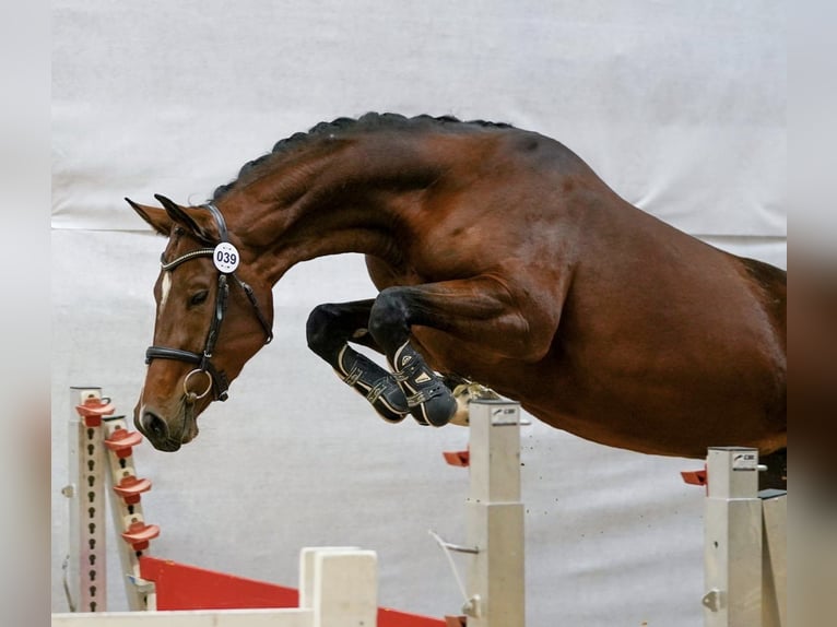 Österreichisches Warmblut Stute 3 Jahre 165 cm Brauner in Haselbach Österreichisches Warmblut Stute 3 Jahre 165 cm Brauner in Haselbach