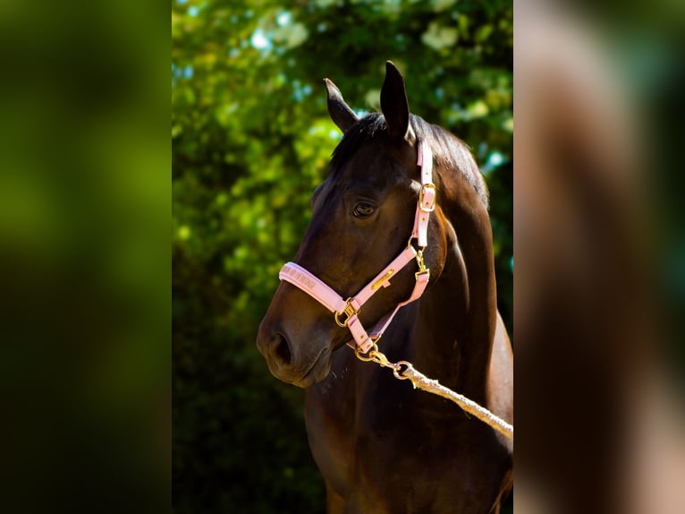 Österreichisches Warmblut Stute 3 Jahre 165 cm Schwarzbrauner in Elsbach