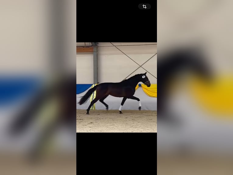 Österreichisches Warmblut Stute 3 Jahre 167 cm Brauner in Sattelbach