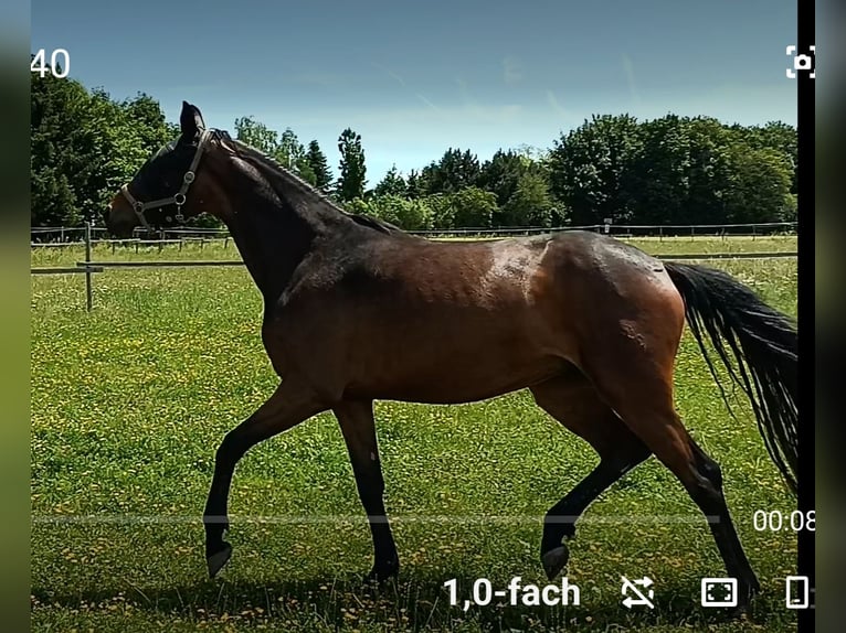 Österreichisches Warmblut Stute 3 Jahre 167 cm Brauner in St. Georgen