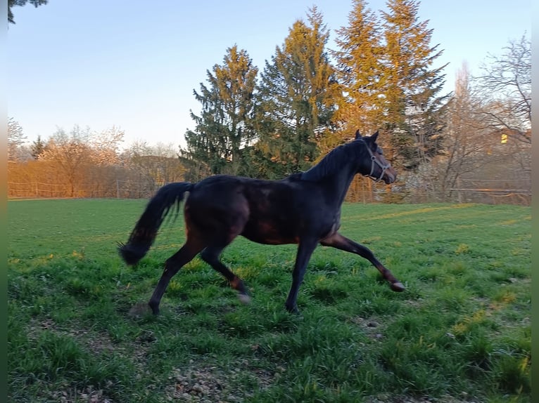 Österreichisches Warmblut Stute 3 Jahre 167 cm Brauner in St. Georgen