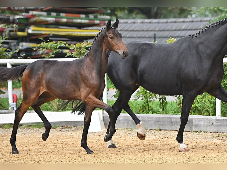 Österreichisches Warmblut Stute 3 Jahre 167 cm Brauner in St. Georgen