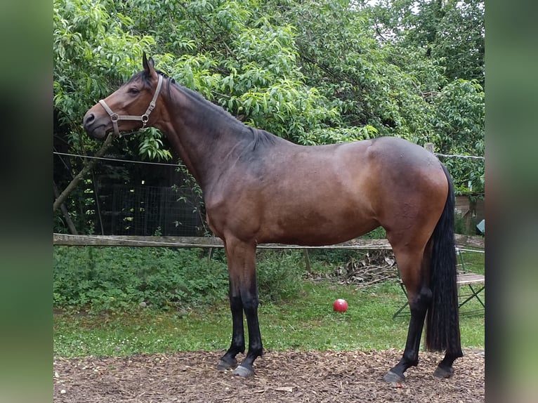 Österreichisches Warmblut Stute 3 Jahre 167 cm Brauner in St. Georgen