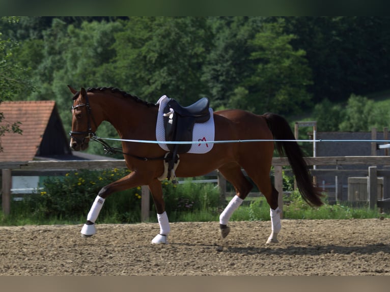 Österreichisches Warmblut Stute 3 Jahre 167 cm Brauner in St Marein bei Graz