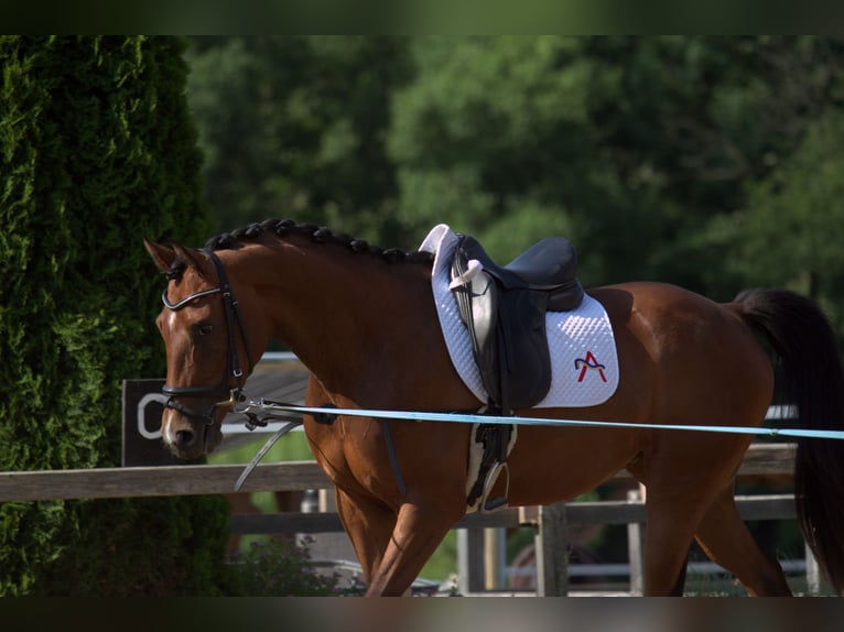 Österreichisches Warmblut Stute 3 Jahre 167 cm Brauner in St Marein bei Graz