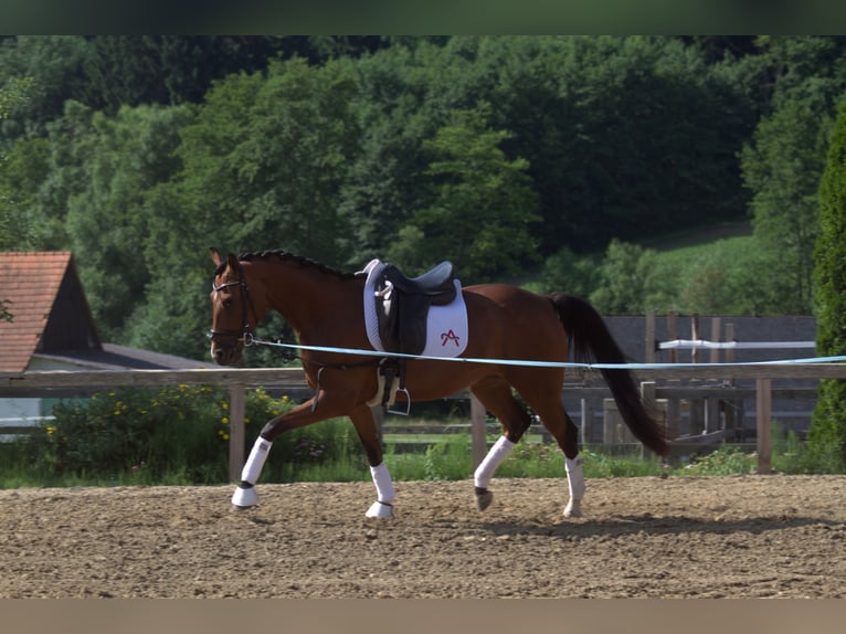 Österreichisches Warmblut Stute 3 Jahre 167 cm Brauner in St Marein bei Graz
